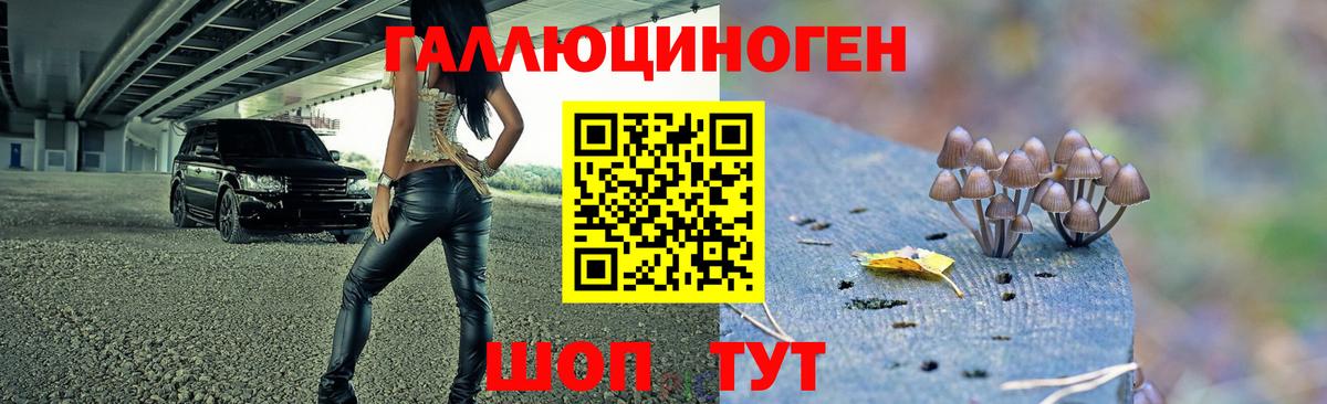 Галлюциногенные грибы Psilocybine cubensis Камышлов